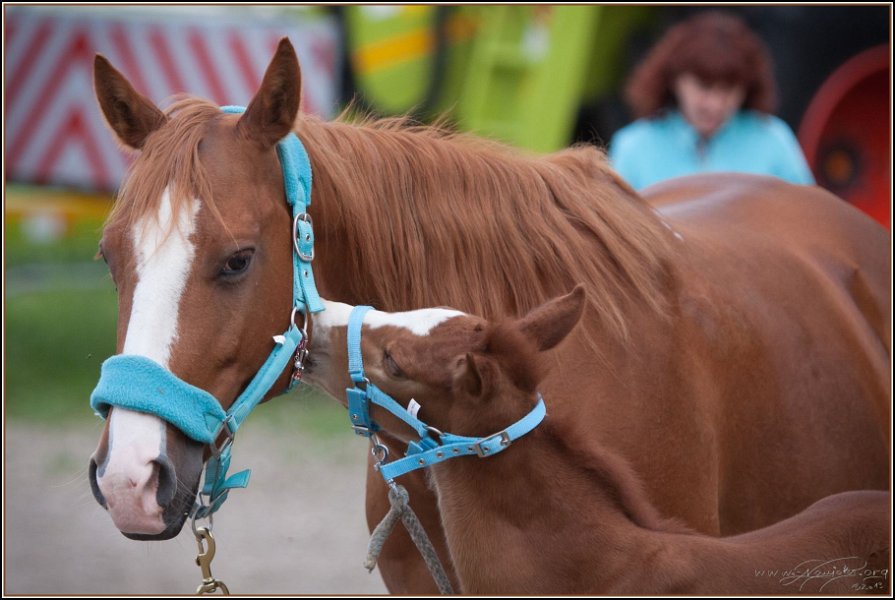Asbach Fohlenshow 2014 015